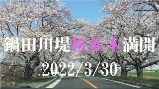 鍋田川桜並木（三重県）2022/3/30