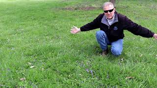 Wild Violets in KY | Spring weeds | Lawn weeds