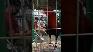 Stag of Carrie Chua | Beautiful rooster from Bulacan | IGF 2022 #shorts