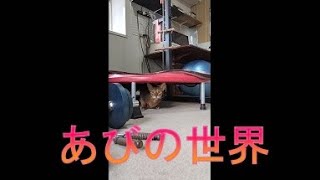 ネコ動画あび＃4409　あびの毎日　アビシニアン　あび