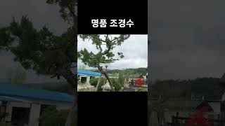 명품 조경수/진백/진안고원 아름다운 정원