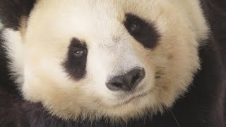 ほのぼの🐼 気持ちよさそうに寝ているタンタン🐼 【王子動物園】