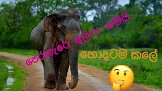 සුන්දර ගමක ලස්සන 🐘 පෙරහැර 😮😍 srilanka | visit sri lanka | elephant