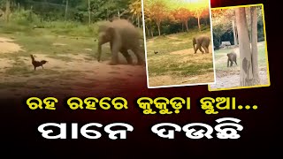 ରହ ରହରେ କୁକୁଡ଼ା ଛୁଆ… || Elephant Kid Chasing A Hen || Funny Video || Viral Video || Odisha Reporter