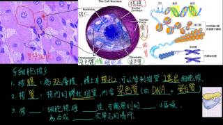 高一生物1-2觀念14真核細胞的基本構造-細胞核