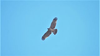 2022年白樺峠タカの渡り 9月11日は1000羽を超えるタカが渡りました