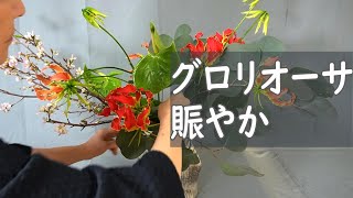 【桜のいけばな】_グロリオーサと桜を賑やかにいける動画_Sogetsu Ikebana