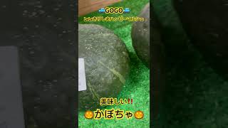 高原町 産直 かぼちゃ 煮物 新鮮野菜 直売所#shorts