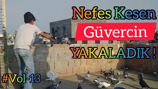 Nefes Kesen. Güvercin Yakaladık ! Küçük Cambaz İş Başında #VOL-13