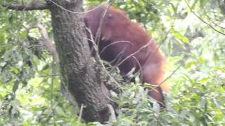 ドングリを食べるキキ、エゴノキの実を食べるリキ・オランウータン