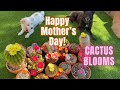 Mother's Day 2024 What is flowering? #cactusflowers