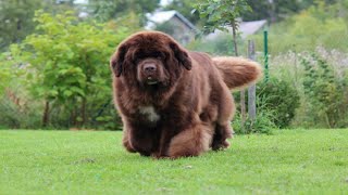 Facts About Newfoundland dog 2024 | brown newfoundland dog