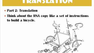 RNA and Protein Synthesis