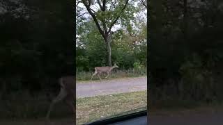 Deer on Sidewalk Downtown Minneapolis Minnesota