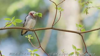 コムクドリ 家探し Chestnut cheeked Starling home finding 信越の林 5月上旬 野鳥4K 空屋根FILMS#994