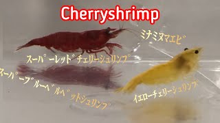 cherryshrimp!!飼育を始めて5ヵ月経ちました♪♪