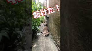 【衝撃】猫が転けましたww #Shorts