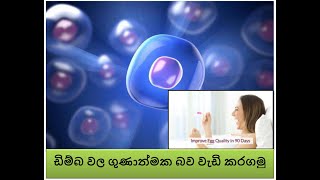 How to boost Egg Quality Naturally- Mother's Love මව් සෙනෙහසට ආදරෙන්