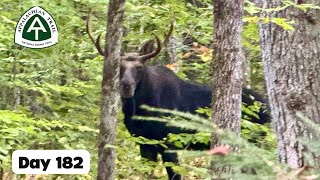 Day 182 - moose! 🫎 | AT thru hike 2024