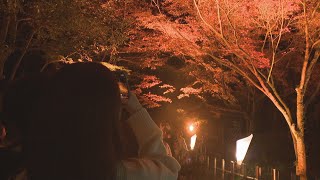 栗林公園の秋のライトアップ　昼夜あわせた入園者数は過去最多　夜は冷え込み前年より減　高松市