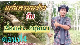 ต้นแก่นพวมพร้าว!กับเรื่องราว กฤษณา/ไอเดียเว้นต้นไม้ในสวนยาง