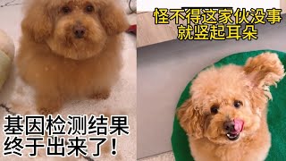 等了20天，塗塗的基因檢測結果終於揭曉了❗️#萌寵 #小可愛 #狗狗 #pets