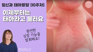 임신과 태아발달 시리즈 10 \