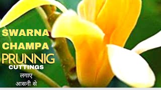 How to get more flowers on SWARNA CHAMPA Plant .फरवरी में champa plant  की करें prunning .