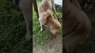 കെട്ടി ഇടുന്നത് അവനെ തീരെ ഇഷ്ടമില്ല #shortsvideo #comedyshorts #funny #animals#animalsshorts #dog