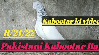 Kabootar Bazi in Pakistan || Beautiful parwazi breeding
