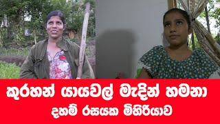 කුරහන් යායවල්වලින් පැමිණි දහම් සුවද