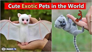 Top 10 Cute Exotic Animals You Can Own as Pets