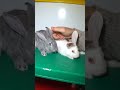 Что делать если появились альбиносы bunny rabbit кролики крольчата