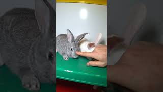 Что делать, если появились альбиносы?  #bunny #rabbit #кролики #крольчата