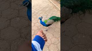 🦚Vandalur Zoo 🦚அழகான மயில் #trending #best #shortsfeed #viral #ytshorts #zoo #birds #ytshorts#travel