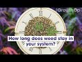 How long does cannabis stay in your system? | Weed Easy