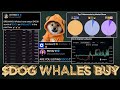 $DOG (Rune) Whales Accumulate Dip as BTC hits ATH (PROOF) 🐋