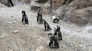 【マリンピア日本海】ペンギン解説とエサやり　