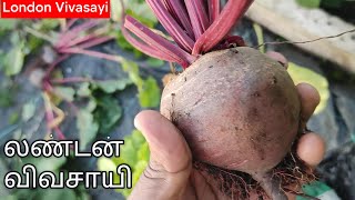 குளிர்காலத்திற்கான தோட்ட முன்னேற்பாடுகள் ❄️🌱 | Winter Preparations in the Garden #permaculture