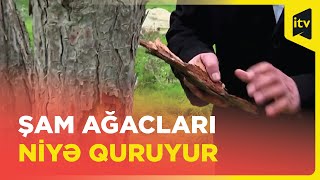 Şam ağaclarını qurudan səbəblər nələrdir?