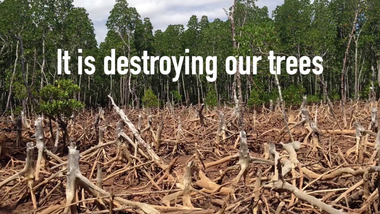 Stop Deforestation; Save The Earth - YouTube