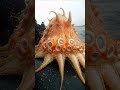 Giant Deep Sea Creature Caught by Fishermen!🐙🦑🦀#deepseafishing #fishingexploration #giantseacreature