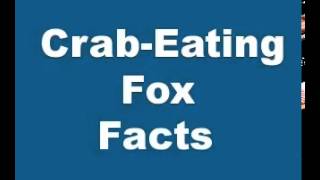 Crab Eating Fox Facts   Facts About Crab Eating Foxes