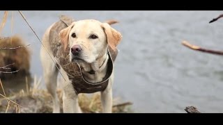 The Best Season - Waterfowling in Montana