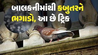 બાલકનીમાંથી કબુતરને ભગાડો, આ છે ટ્રિક