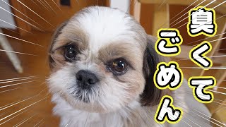 【臭い】後輩のトイプードルとどちらが臭いか気になってしまったシーズーはこうなります【愛犬Vlog】