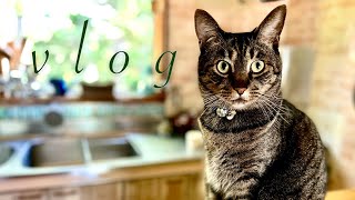 パン作りとお弁当とハンバーグ/犬と猫とエゾリス『vlog 北海道・道東の暮らし』