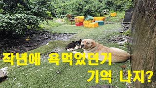 유기견 강아지 입양 후 첫 장마 작년 장마에 이렇게 산책했다가  욕먹어서 안 가려고 했는데