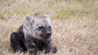 🌍 Spotted Hyena | Kenya | Fisi | ブチハイエナ