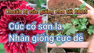 Nhân giống cúc sau tết, chuẩn bị cho hoa cúc chơi tết 2025